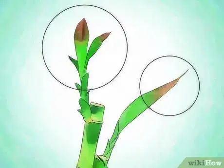 Image intitulée Grow Lucky Bamboo Step 9