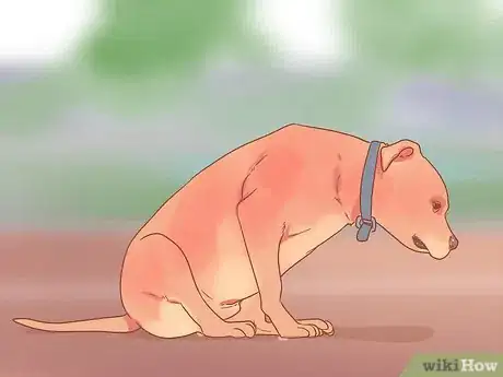 Image intitulée Get Rid of Tapeworms in Your Pets Step 1