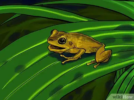 Image intitulée Get Rid of Frogs Step 1Bullet4