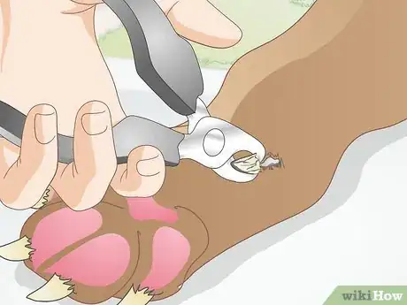 Image intitulée Care for a Dog's Dew Claw Step 3