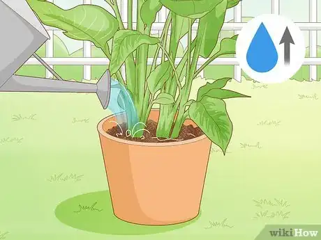 Image intitulée Get a Bird of Paradise to Bloom Step 11