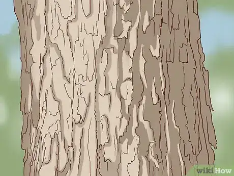 Image intitulée Identify Sugar Maple Trees Step 7