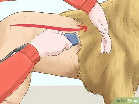Image intitulée Trim the Coat of a Long Hair Dog Step 7