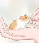 s'occuper de bébés hamsters