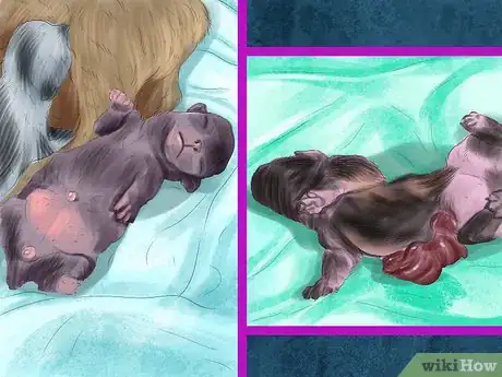 Image intitulée Spot Health Problems in Newborn Puppies Step 10
