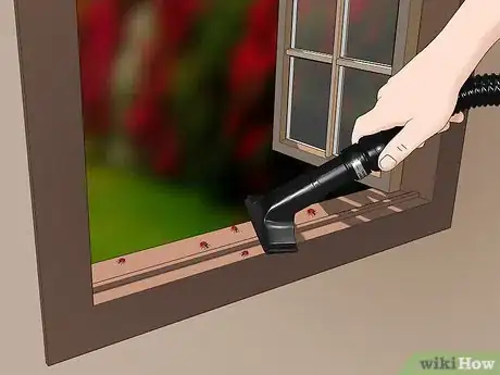 Image intitulée Get Rid of Ladybugs Step 1