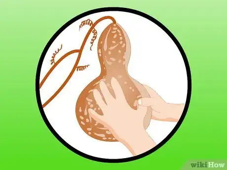 Image intitulée Dry Gourds Step 2