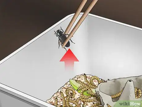 Image intitulée Raise Mealworms Step 12