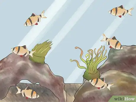 Image intitulée Keep Tiger Barbs Step 1