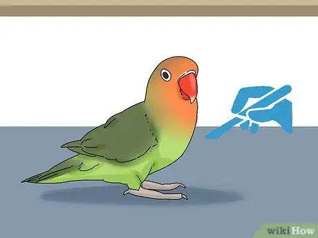 Image intitulée Determine the Sex of a Lovebird Step 3