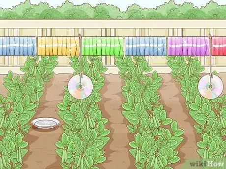 Image intitulée Protect Peas from Birds Step 8