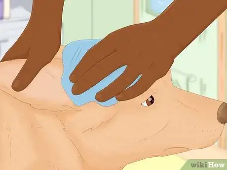 Image intitulée Treat Fever in Dogs Step 1