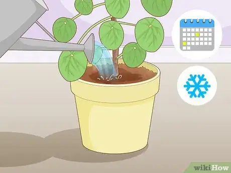 Image intitulée Take Care of a Chinese Money Plant Step 5