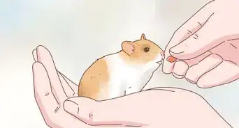 s'occuper de bébés hamsters