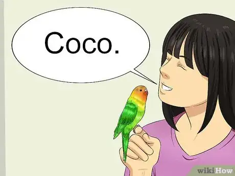 Image intitulée Train Your Budgie Step 8