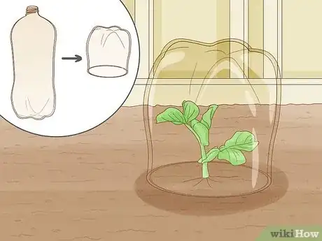 Image intitulée Protect Peas from Birds Step 2