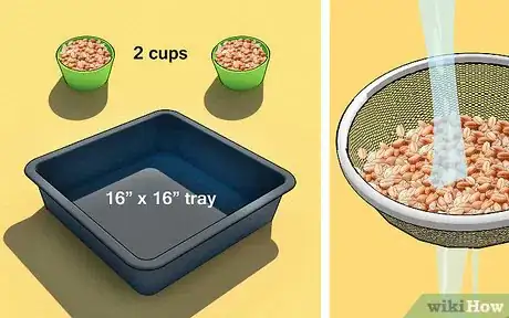 Image intitulée Grow Wheatgrass at Home Step 2