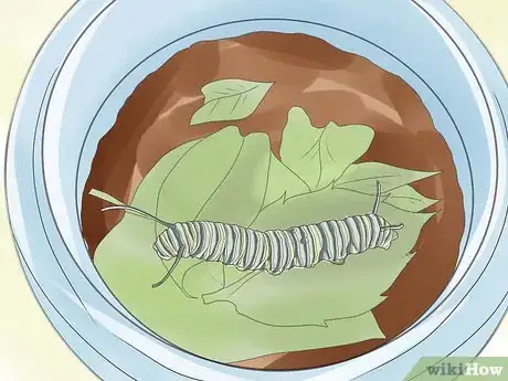 Image intitulée Care for a Caterpillar Step 10
