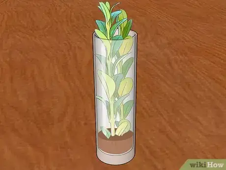 Image intitulée Preserve Boxwood Cuttings Step 6