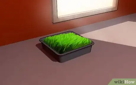 Image intitulée Grow Wheatgrass at Home Step 7