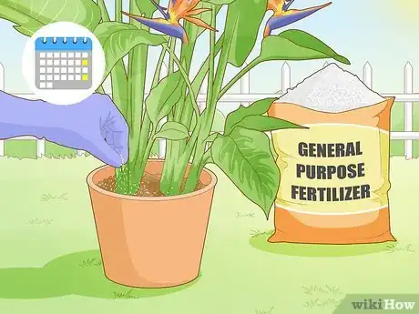 Image intitulée Get a Bird of Paradise to Bloom Step 13