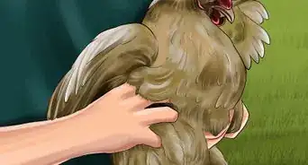 vacciner les poulets