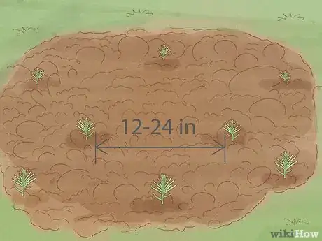 Image intitulée Grow Lavender from Seed Step 18
