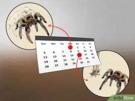 Image intitulée Feed a Tarantula Step 11