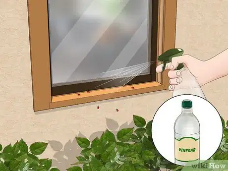 Image intitulée Get Rid of Ladybugs Step 2