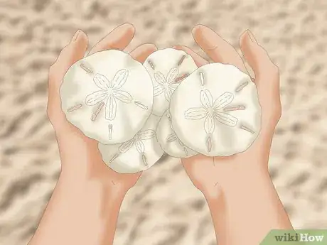 Image intitulée Clean and Preserve Sand Dollars Step 2