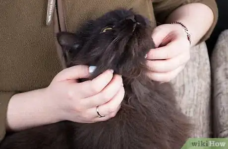 Image intitulée Give Your Cat a Massage Step 10