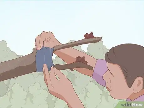 Image intitulée Plant Cherry Seeds Step 21