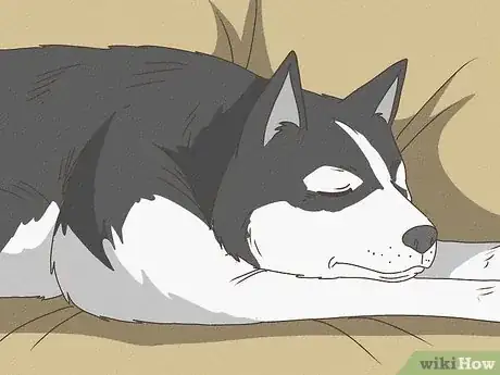 Image intitulée Detect Pregnancy in Your Female Dog Step 8