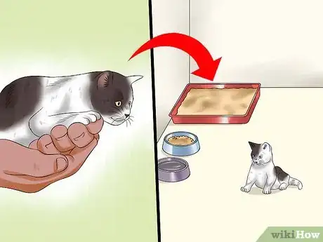Image intitulée Separate Kittens from a Mother Cat for Adoption Step 6