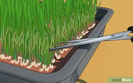 Image intitulée Grow Wheatgrass at Home Step 9