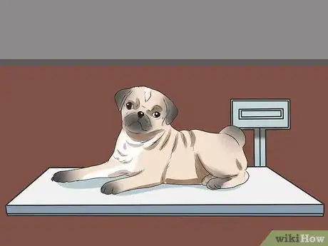 Image intitulée Breed Pugs Step 8