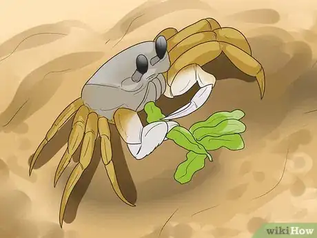 Image intitulée Care for Ghost Crabs Step 6