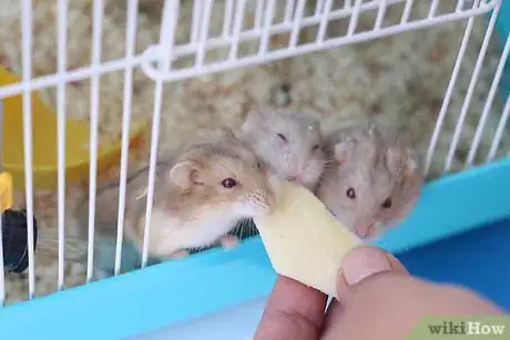 Image intitulée Care for a Hamster Step 26Bullet5