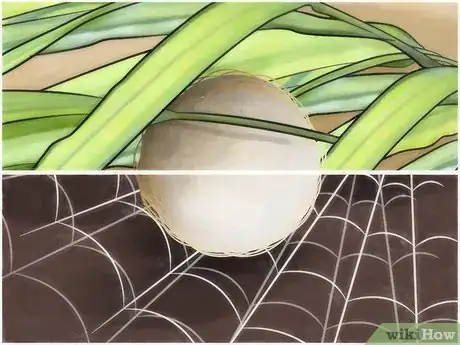 Image intitulée Identify Spider Egg Sacs Step 4