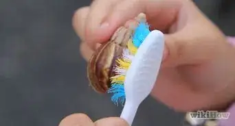 s'occuper d'un escargot
