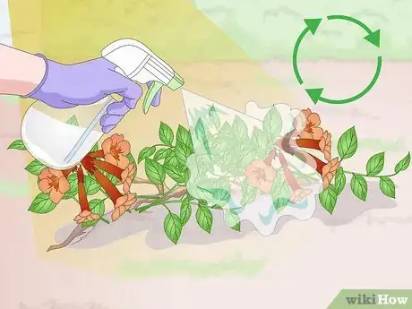 Image intitulée Kill Trumpet Vine Step 11