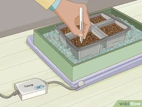 Image intitulée Plant Desert Rose Seeds Step 13