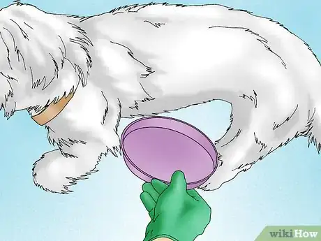Image intitulée Get a Urine Sample from a Male Dog Step 9