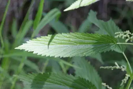 Image intitulée Urtica_diocia_leaf
