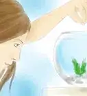savoir si votre poisson rouge est un mâle ou une femelle
