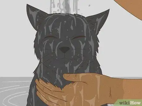 Image intitulée Get Mousetrap Glue Off a Cat Step 11