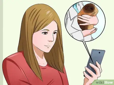 Image intitulée Tell if Your Guinea Pig Is Pregnant Step 9