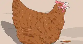 hypnotiser un poulet