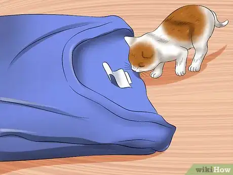 Image intitulée Separate Kittens from a Mother Cat for Adoption Step 3
