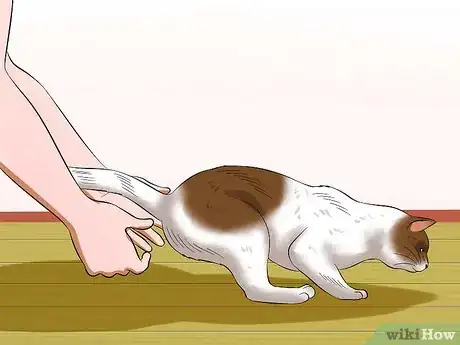 Image intitulée Carry a Cat Step 22
